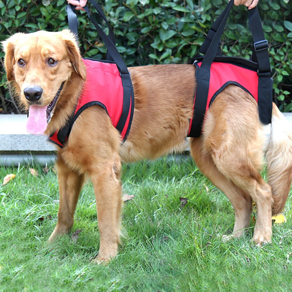 Dog wearing Emergency Dog Carrying Harness Backpack