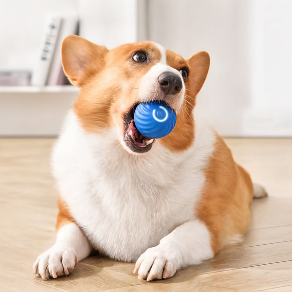 Smart Automatic Rechargeable Rolling Ball Toy - Best Attractive Pet Toy