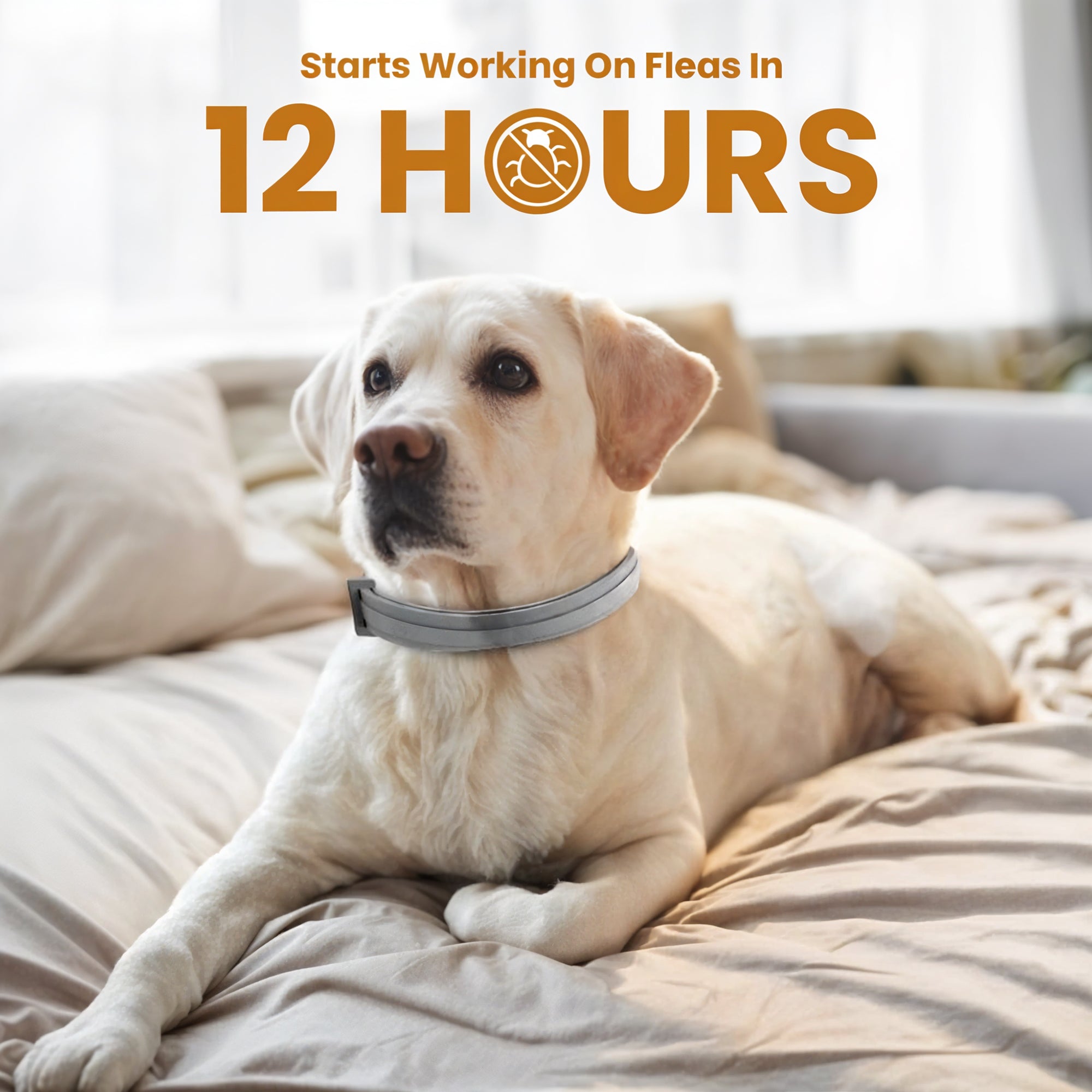 Pets Anti Flea And Mosquito Collar - Long-lasting Natural Protection for Pets