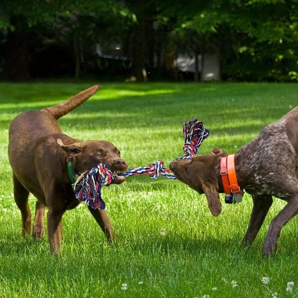 Indestructible 6-Knot Dog Rope Toy
