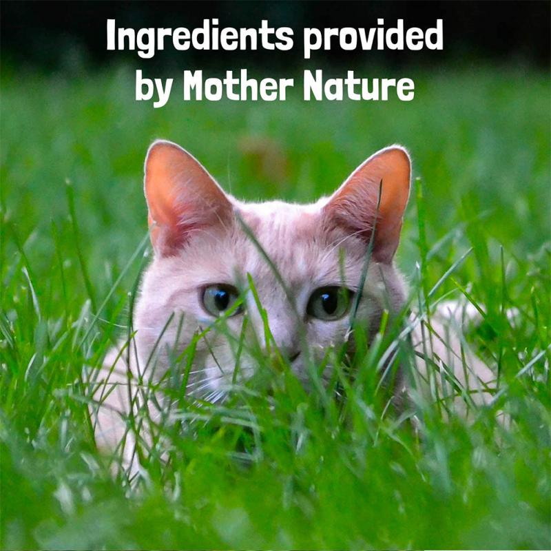 Pets Anti Flea And Mosquito Collar - Long-lasting Natural Protection for Pets