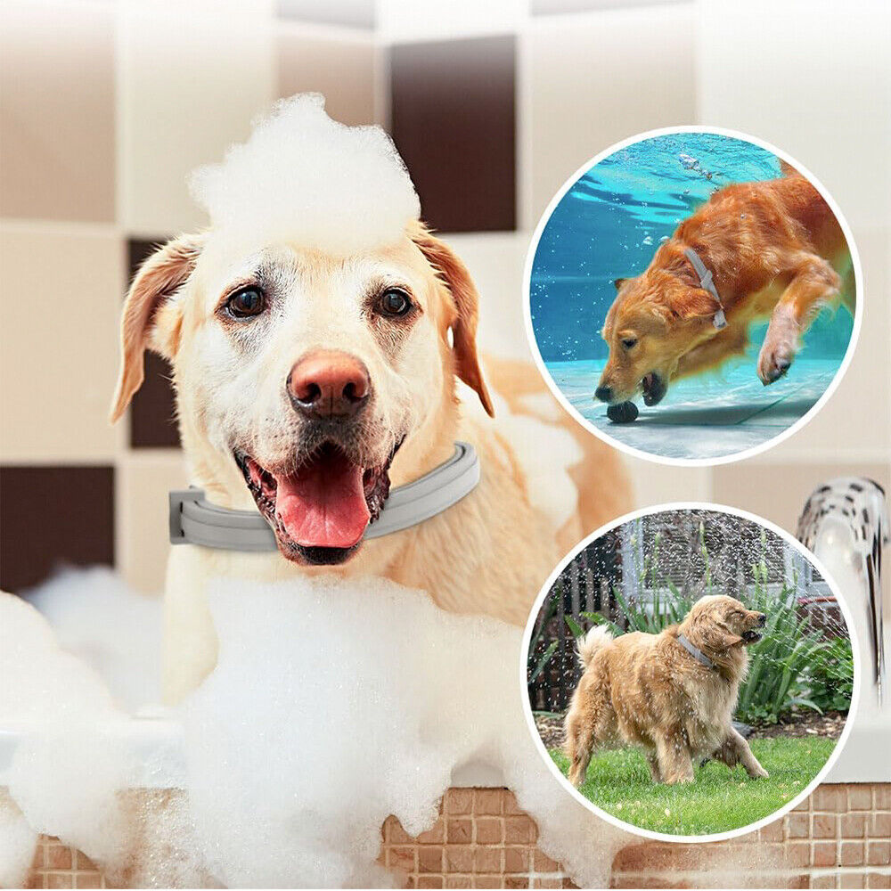 Pets Anti Flea And Mosquito Collar - Long-lasting Natural Protection for Pets