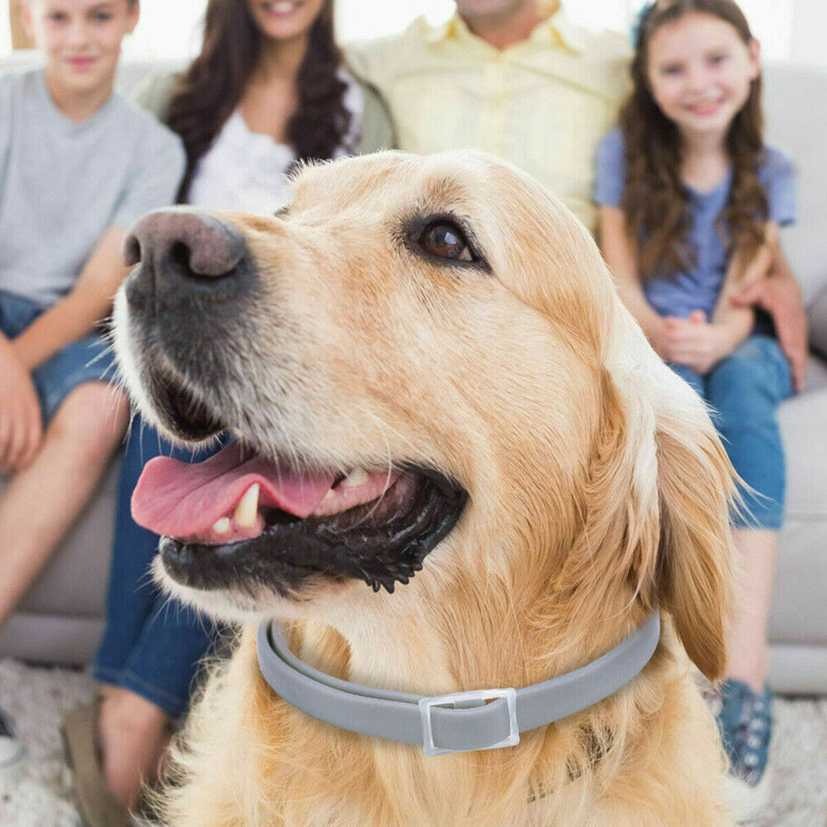 Pets Anti Flea And Mosquito Collar - Long-lasting Natural Protection for Pets