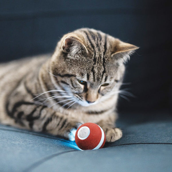 cheerble wicked ball for cats