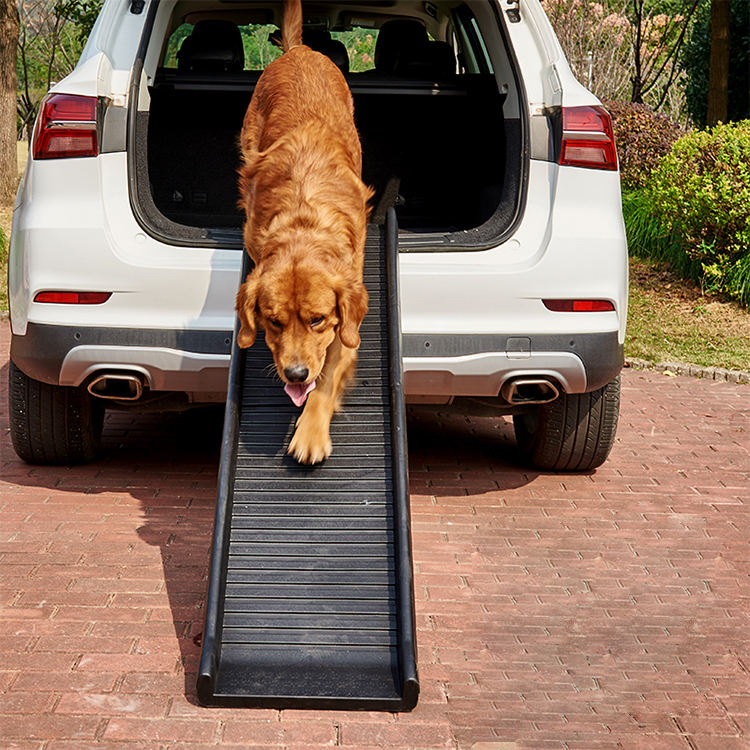dog using pet car ramp 