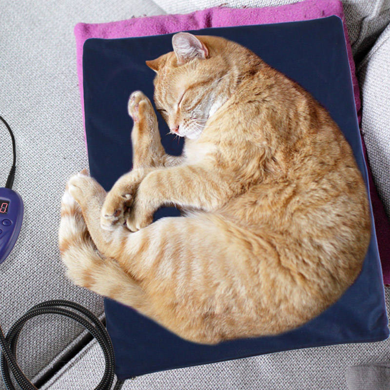 cat sleeping on self heated pet bed 