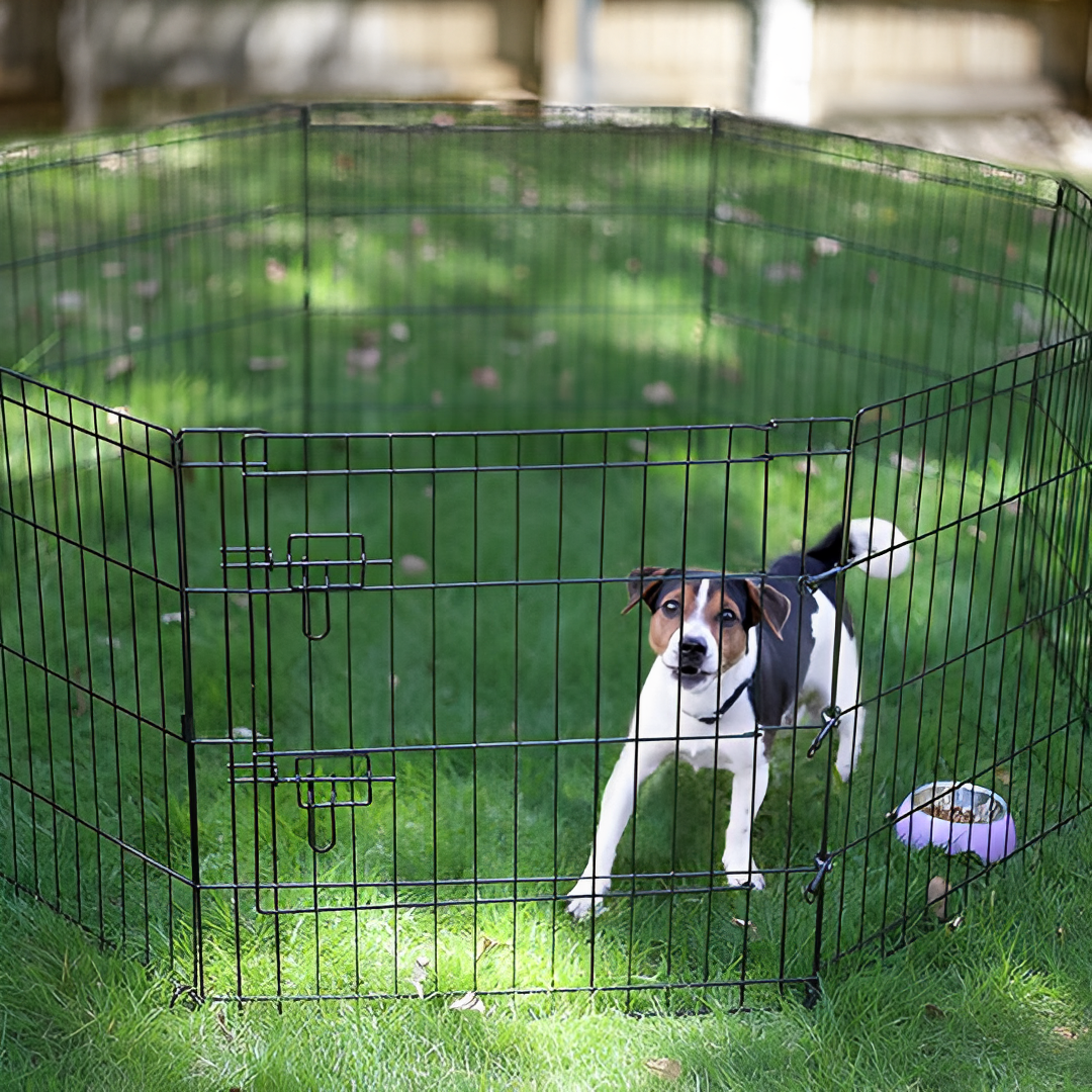 Dog in foldable cage